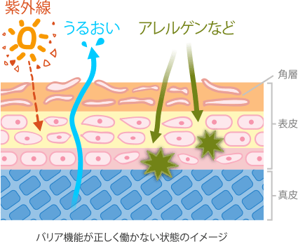 バリア機能が正しく働かない状態のイメージ